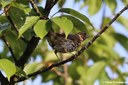 Turdus philomelos