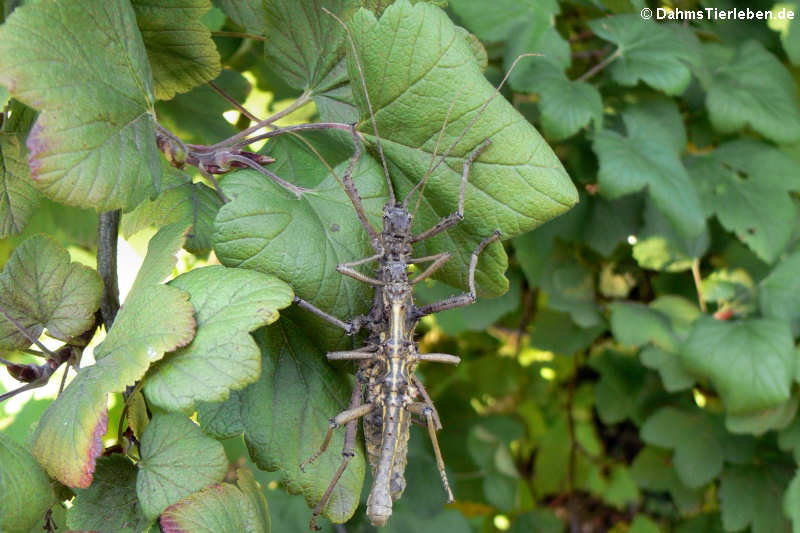 Dornschrecken (Aretaon asperrimus)