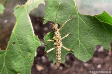 Kleine Junge Dornschrecke (Aretaon asperrimus) bei DahmsTierleben