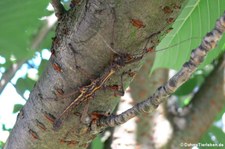 Männliche kleine Dornschrecke (Aretaon asperrimus) bei DahmsTierleben