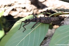 Weibliche kleine Dornschrecke (Aretaon asperrimus) bei DahmsTierleben