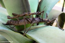 Kleine Dornschrecken (Aretaon asperrimus) bei DahmsTierleben