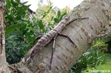 weibliche Riesengespenstschrecken (Eurycantha calcarata) bei DahmsTierleben