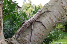 weibliche Riesengespenstschrecke (Eurycantha calcarata) bei DahmsTierleben