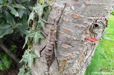 weibliche Riesengespenstschrecke (Eurycantha calcarata) bei DahmsTierleben