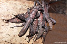 Riesengespenstschrecken (Eurycantha calcarata) bei DahmsTierleben