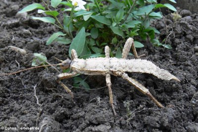 semiadultes Weibchen
