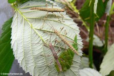 Junge Riesengespenstschrecken (Eurycantha calcarata) bei DahmsTierleben