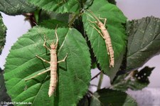 Junge Riesengespenstschrecken (Eurycantha calcarata) bei DahmsTierleben