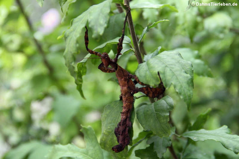 Extatosoma tiaratum