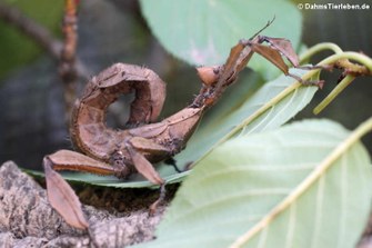 Extatosoma tiaratum