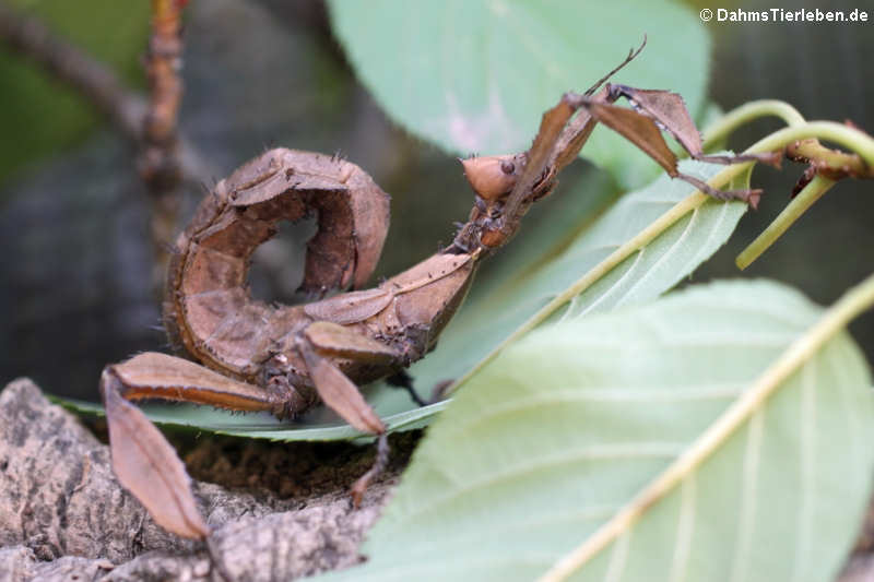 Extatosoma tiaratum