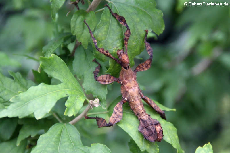 Extatosoma tiaratum