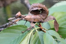 Australische Gespenstschrecke (Extatosoma tiaratum) bei DahmsTierleben