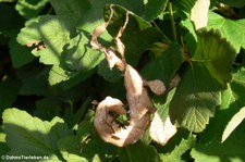 Australische Gespenstschrecke (Extatosoma tiaratum) bei DahmsTierleben