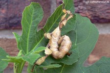 Australische Gespenstschrecke (Extatosoma tiaratum) bei DahmsTierleben