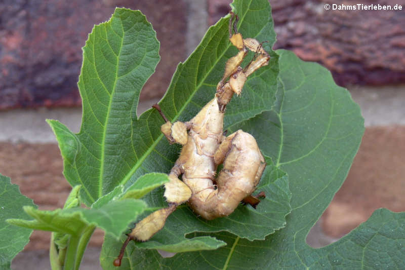 Extatosoma tiaratum