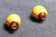 Eier der Australischen Gespenstschrecken (Extatosoma tiaratum) bei DahmsTierleben