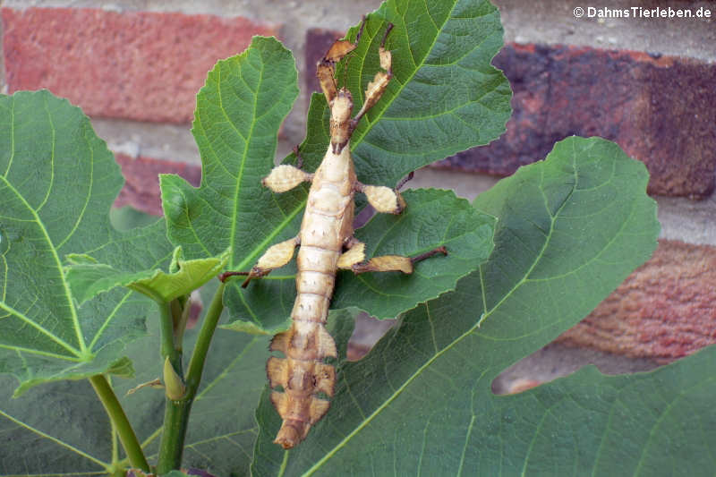 Extatosoma tiaratum