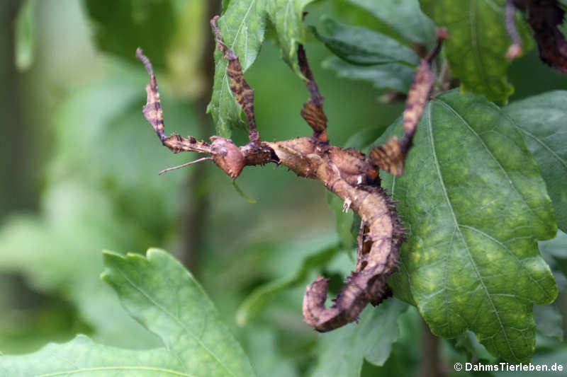 Extatosoma tiaratum