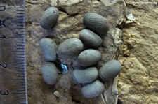Eier der malaiischen Riesengespenstschrecke (Heteropteryx dilatata) bei DahmsTierleben