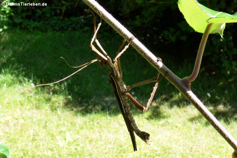 Heteropteryx dilatata