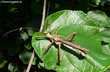 Männliche Malaiische Riesengespenstschrecke (Heteropteryx dilatata) bei DahmsTierleben