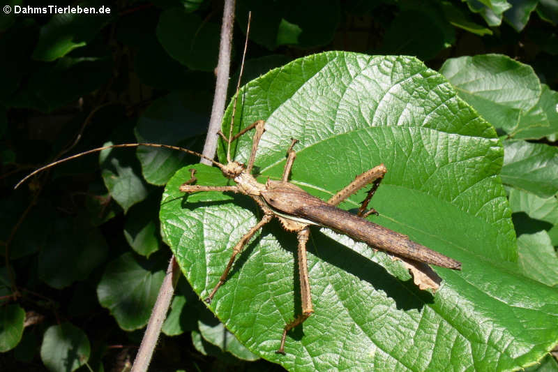 Heteropteryx dilatata