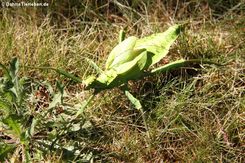 Heteropteryx dilatata