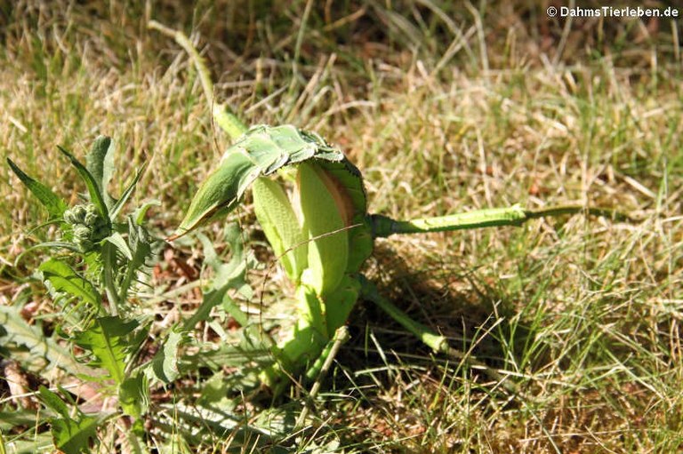 Heteropteryx dilatata