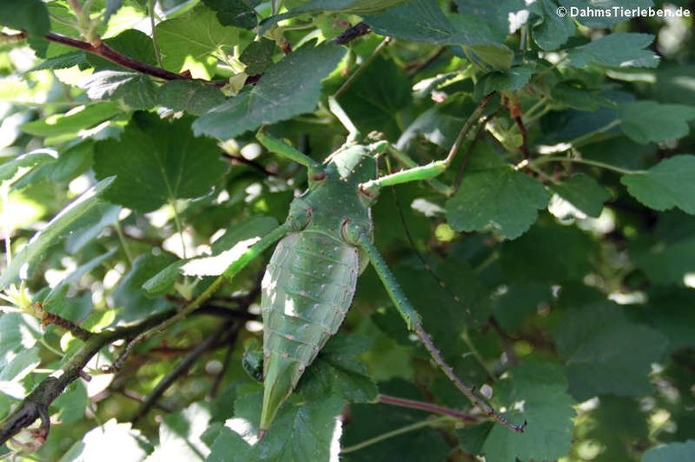 Heteropteryx dilatata