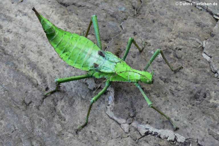 Heteropteryx dilatata