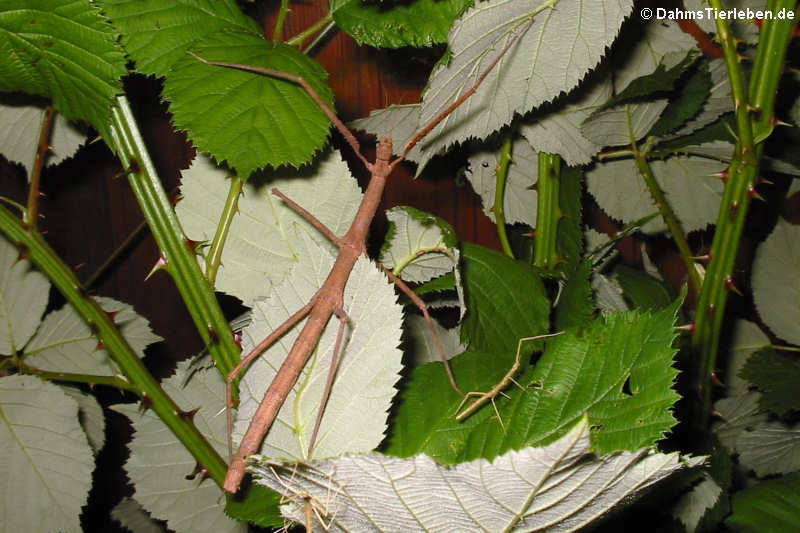 Weibliche Annam-Stabschrecke (Medauroidea extradentata) und Jungtiere