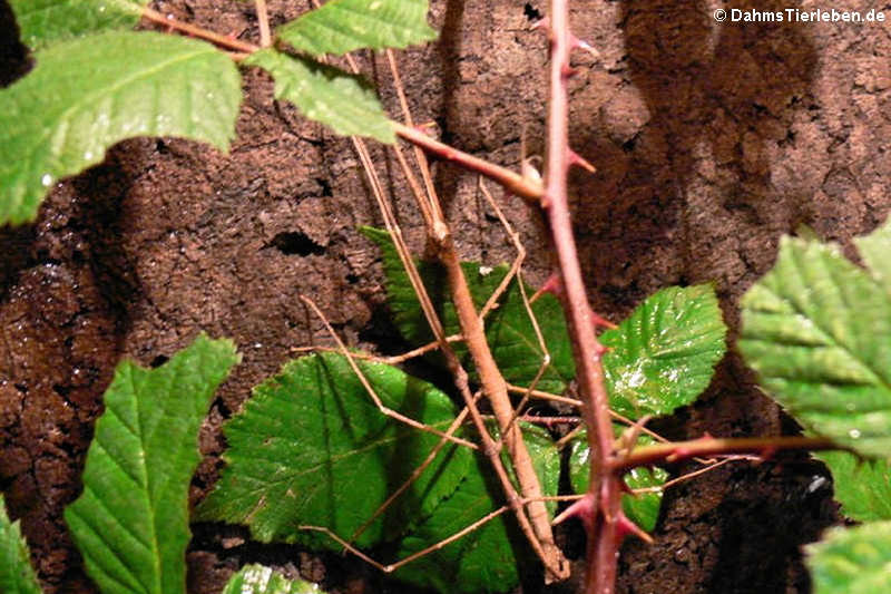 Paarung der Annam-Stabschrecken (Medauroidea extradentata) 