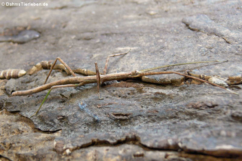 Weibliche Annam-Stabschrecke (Medauroidea extradentata)