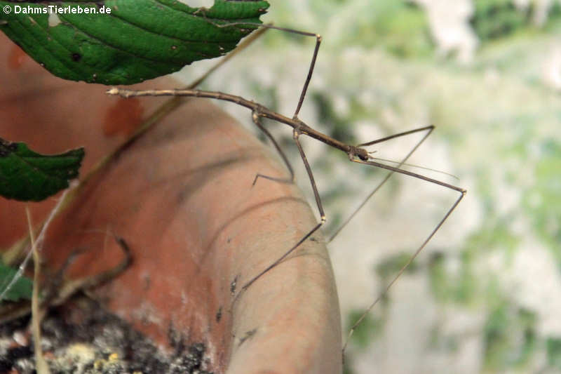 Männliche Annam-Stabschrecke (Medauroidea extradentata)