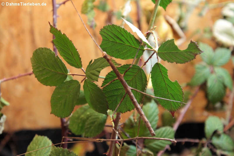 Medauroidea extradentata