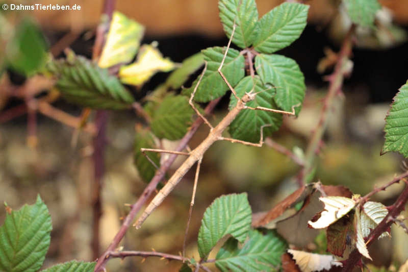 Weibliche Annam-Stabschrecke (Medauroidea extradentata)