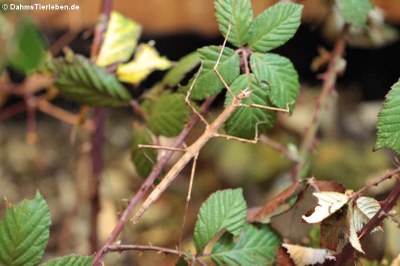 Weibliche Annam-Stabschrecke (Medauroidea extradentata)