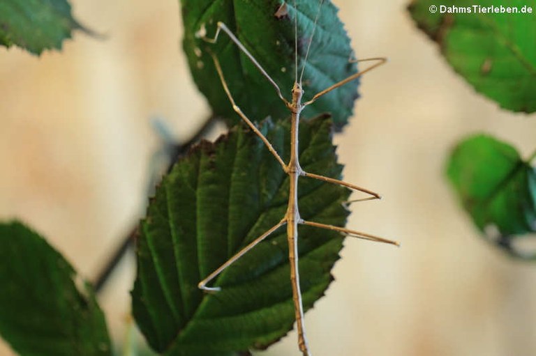 Medauroidea extradentata