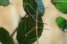 Annam-Stabschrecke (Medauroidea extradentata) bei DahmsTierleben