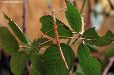 Annam-Stabschrecken (Medauroidea extradentata) bei DahmsTierleben