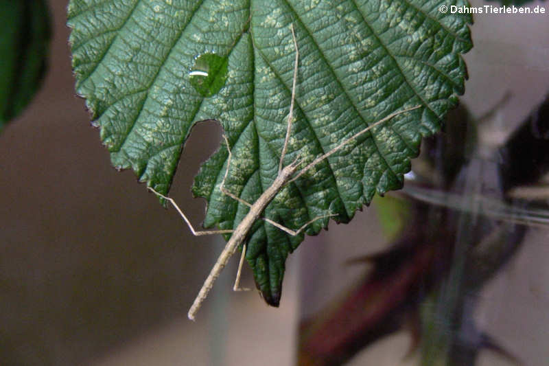 Junge Annam-Stabschrecke (Medauroidea extradentata) 