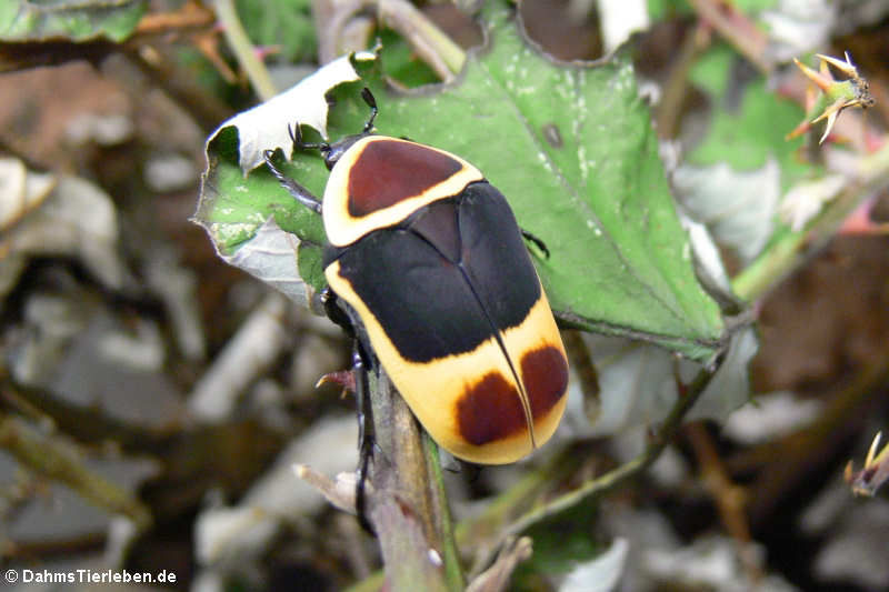 Pachnoda marginata peregrina