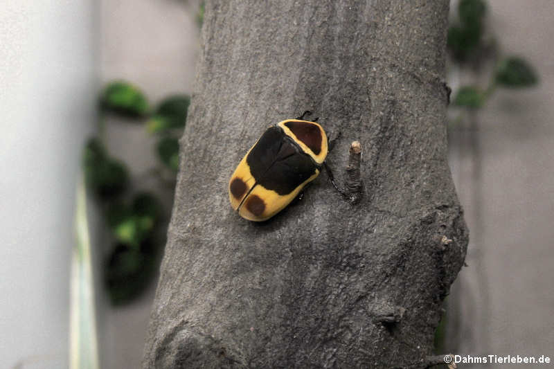 Rosenkäfer im Terrarium