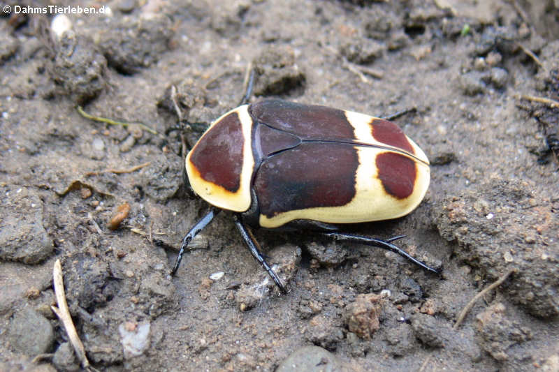 Rosenkäfer im Terrarium