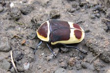 Kongo-Rosenkäfer (Pachnoda marginata peregrina), aufgenommen in DahmsTierleben