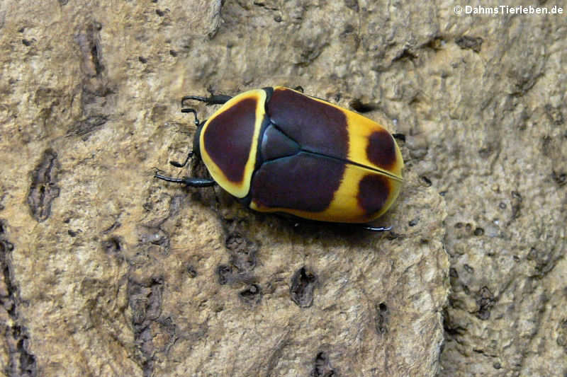 Rosenkäfer im Terrarium