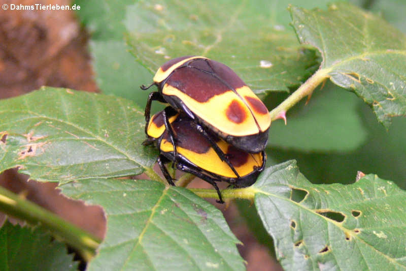 Pachnoda marginata peregrina