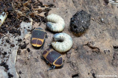 Käfer, Larve und Kokon eines Rosenkäfers (Pachnoda marginata peregrina)